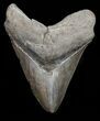 Brown, Fossil Megalodon Tooth - Georgia #72751-1